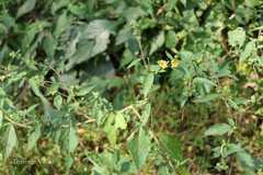 Sida rhombifolia subsp. rhombifolia